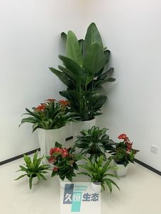 合肥办公室花卉绿植租摆简约组合